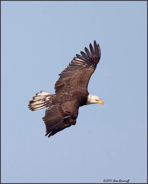 _2SB4905 american bald eagle.jpg - 4th Year Immature